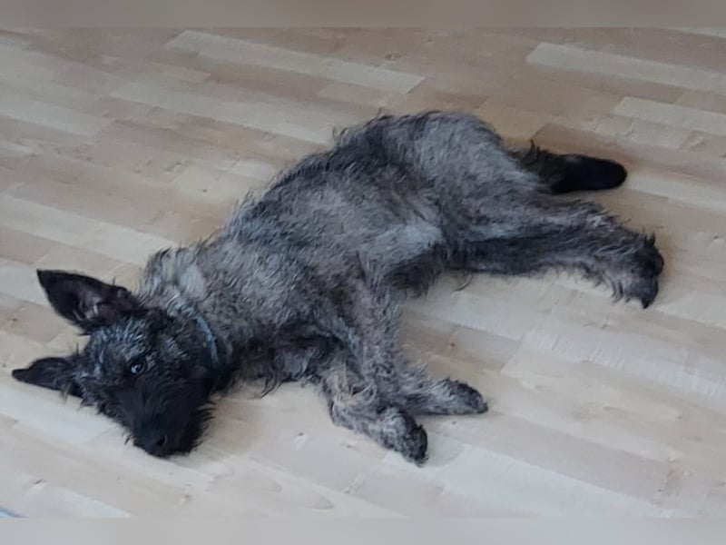 Süße Cleo ca 35-40 cm 7 mon. Terrier mix