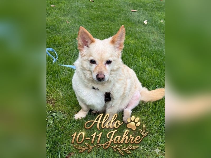 Aldo süßer Hunde-Opa 30 cm 10-11 Jahre