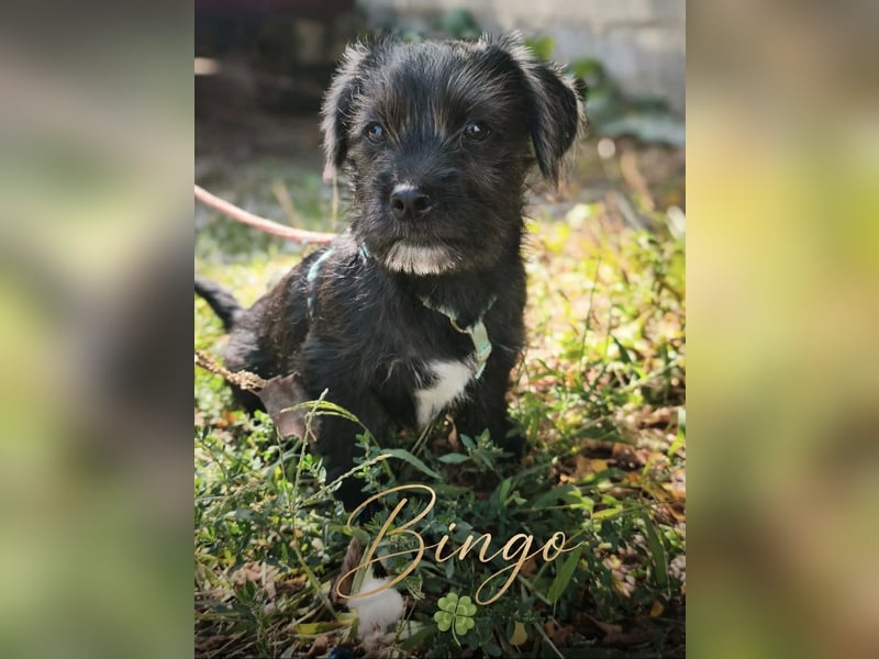 Bingo 23 cm 4 mon.