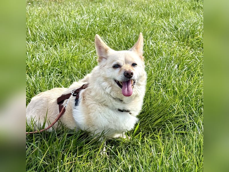 Aldo süßer Hunde-Opa 30 cm 10-11 Jahre