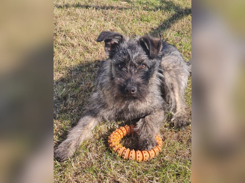 Süße Cleo ca 35-40 cm 7 mon. Terrier mix