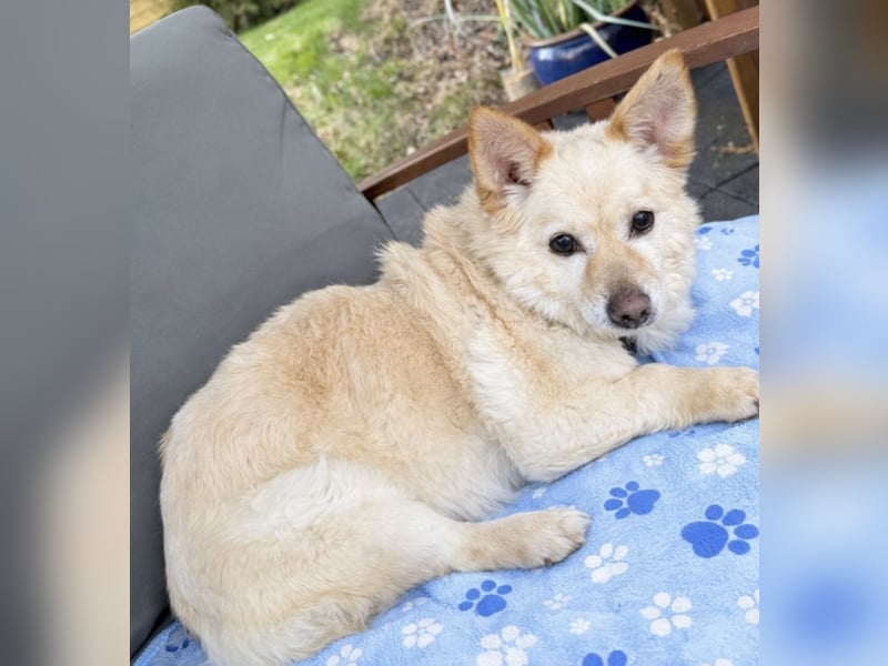 Aldo süßer Hunde-Opa 30 cm 10-11 Jahre