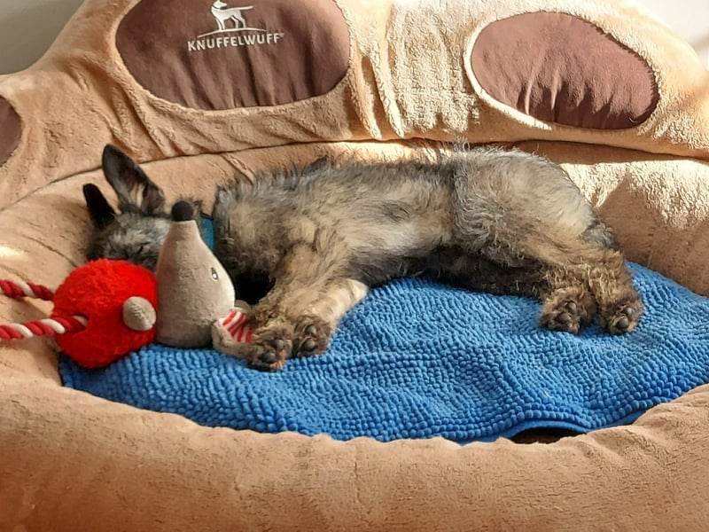 Süße Cleo ca 35-40 cm 7 mon. Terrier mix