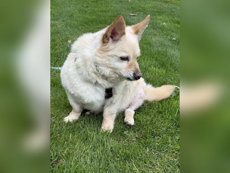 Aldo süßer Hunde-Opa 30 cm 10-11 Jahre