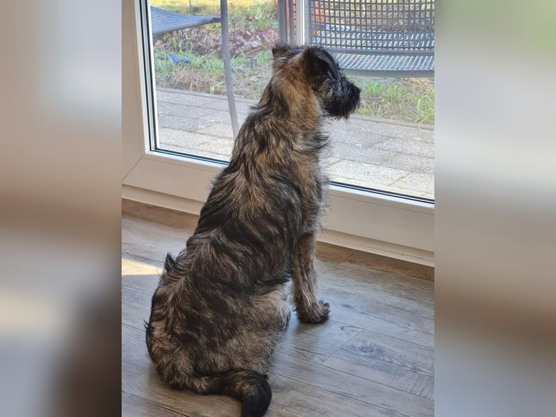 Süße Cleo ca 35-40 cm 7 mon. Terrier mix