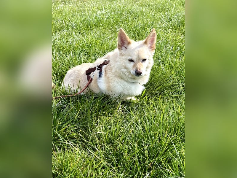 Aldo süßer Hunde-Opa 30 cm 10-11 Jahre