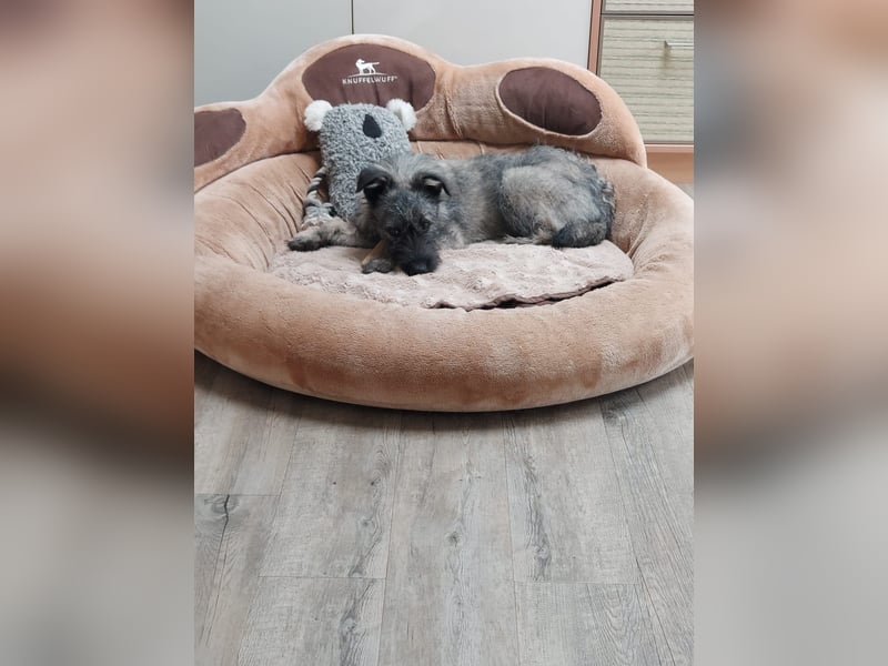 Süße Cleo ca 35-40 cm 7 mon. Terrier mix