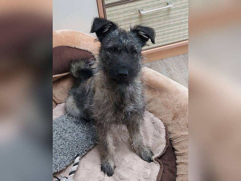 Süße Cleo ca 35-40 cm 7 mon. Terrier mix
