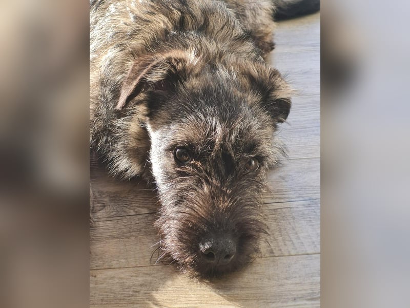 Süße Cleo ca 35-40 cm 7 mon. Terrier mix