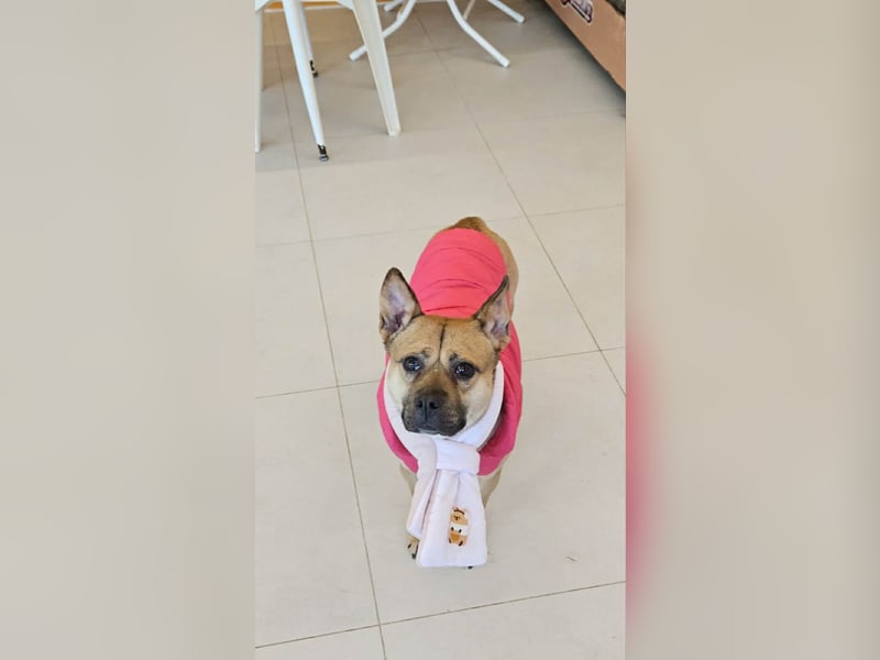 Mari, kleine Hündin mit großem Herzen, sucht FÜRIMMERZUHAUSE