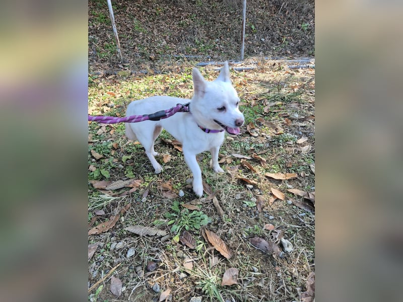 little Lilly , letzter Versuch diesen kleinen Schatz zu vermitteln