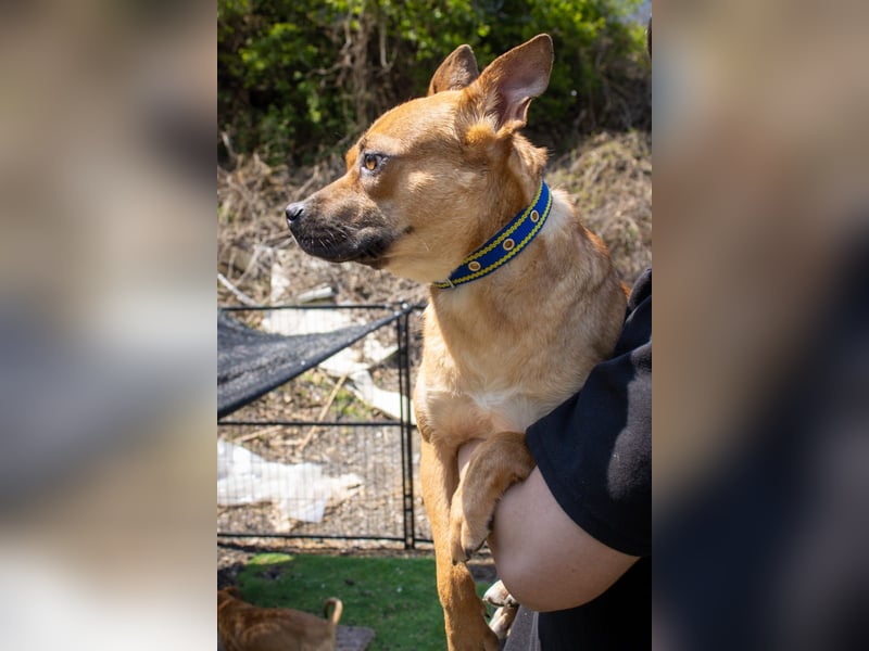Mari, kleine Hündin mit großem Herzen, sucht FÜRIMMERZUHAUSE