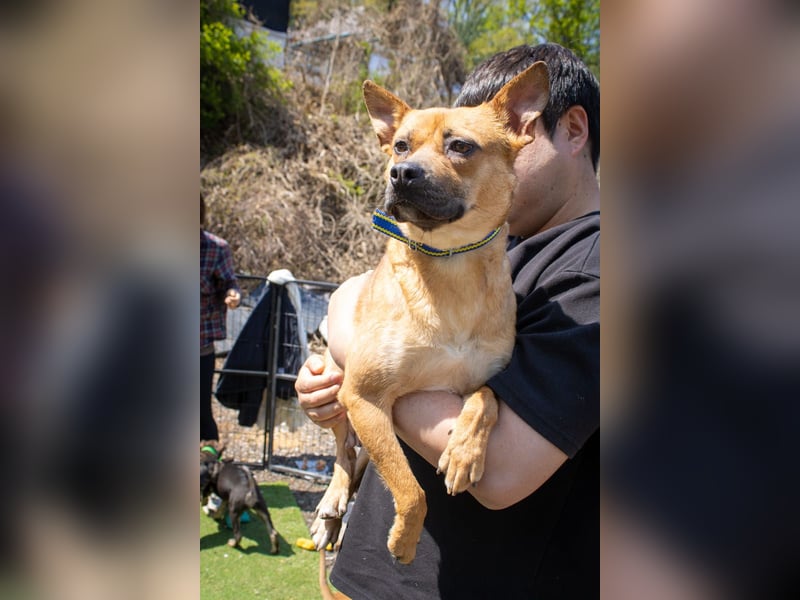 Mari, kleine Hündin mit großem Herzen, sucht FÜRIMMERZUHAUSE