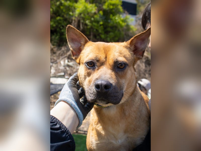 Mari, kleine Hündin mit großem Herzen, sucht FÜRIMMERZUHAUSE