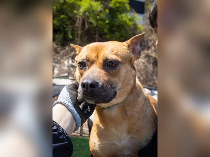 Mari, kleine Hündin mit großem Herzen, sucht FÜRIMMERZUHAUSE