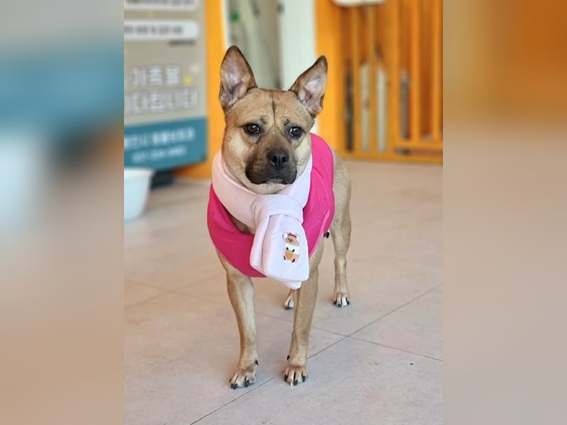 Mari, kleine Hündin mit großem Herzen, sucht FÜRIMMERZUHAUSE