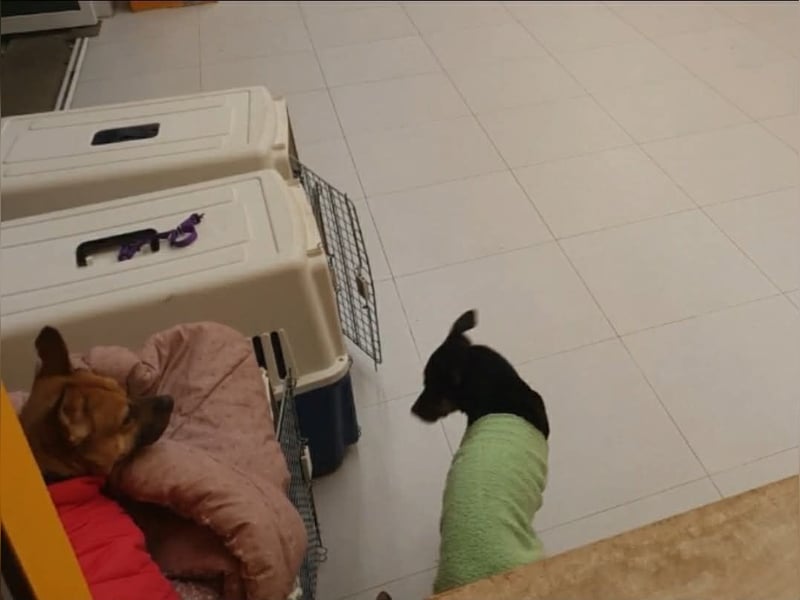 Mari, kleine Hündin mit großem Herzen, sucht FÜRIMMERZUHAUSE