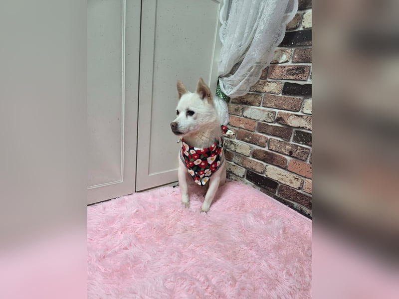 little Lilly , letzter Versuch diesen kleinen Schatz zu vermitteln