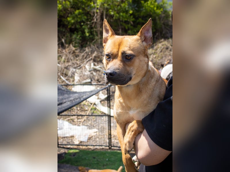 Mari, kleine Hündin mit großem Herzen, sucht FÜRIMMERZUHAUSE