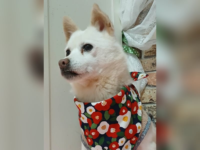 little Lilly , letzter Versuch diesen kleinen Schatz zu vermitteln