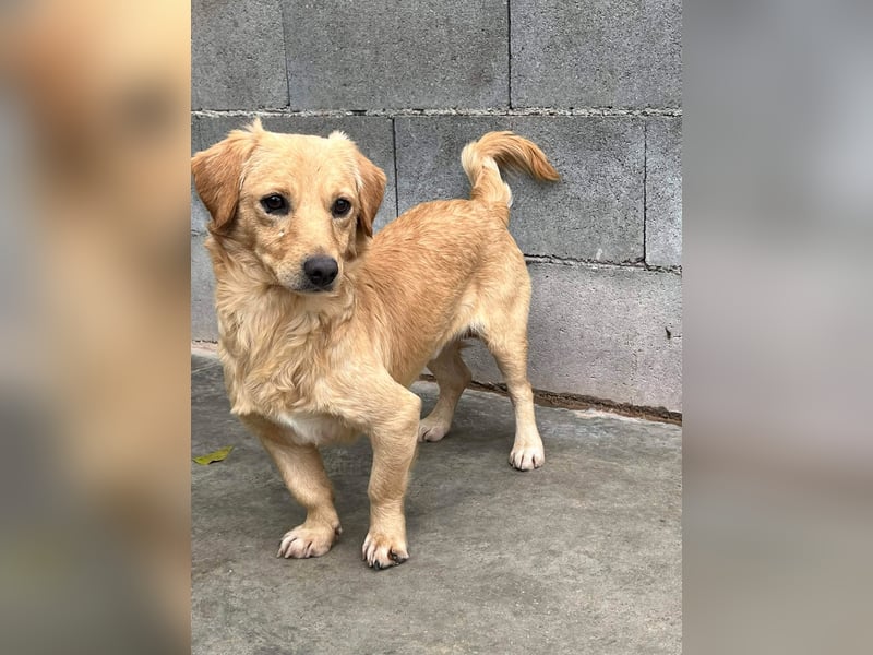 Buddy – besonderer Schatz mit großem Herzen sucht Zuhause ❤️