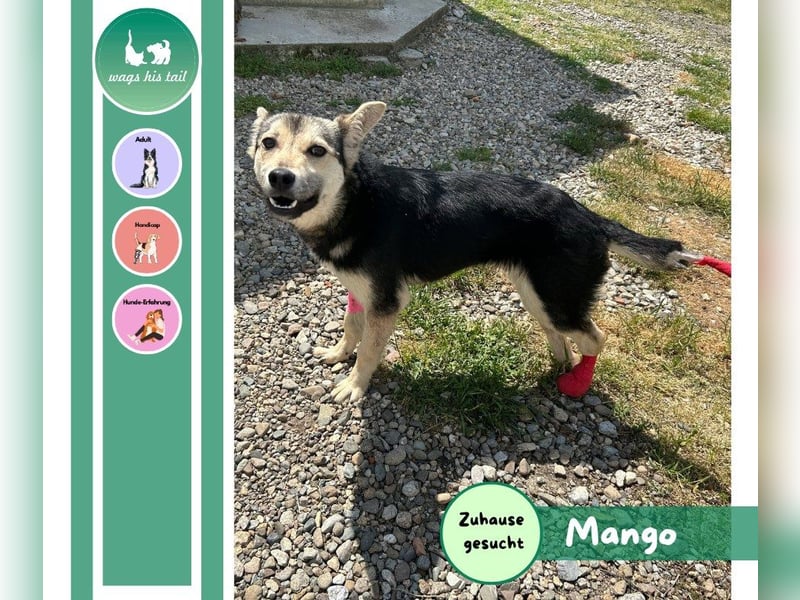Mango - Kleiner Kämpfer sucht sein Zuhause ❤️ Mango - Kleiner Kämpfer sucht sein Zuhause ❤️