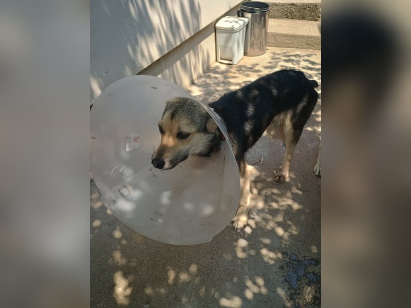 Mango - Kleiner Kämpfer sucht sein Zuhause ❤️ Mango - Kleiner Kämpfer sucht sein Zuhause ❤️
