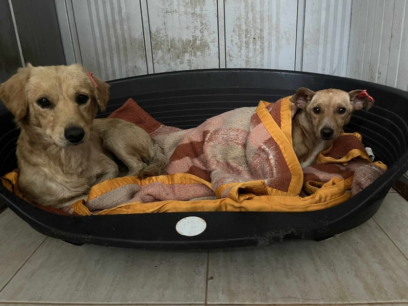 Buddy – besonderer Schatz mit großem Herzen sucht Zuhause ❤️