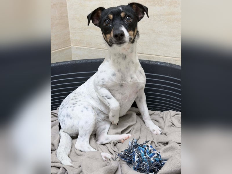 Nika - Kleines Herzensmädchen sucht ihr Glück❤️