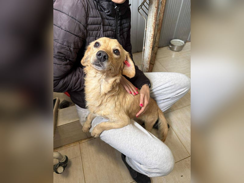 Buddy – besonderer Schatz mit großem Herzen sucht Zuhause ❤️