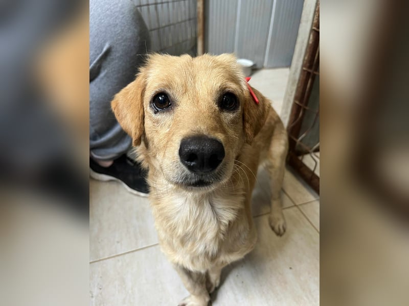 Buddy – besonderer Schatz mit großem Herzen sucht Zuhause ❤️