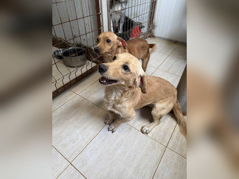 Buddy – besonderer Schatz mit großem Herzen sucht Zuhause ❤️