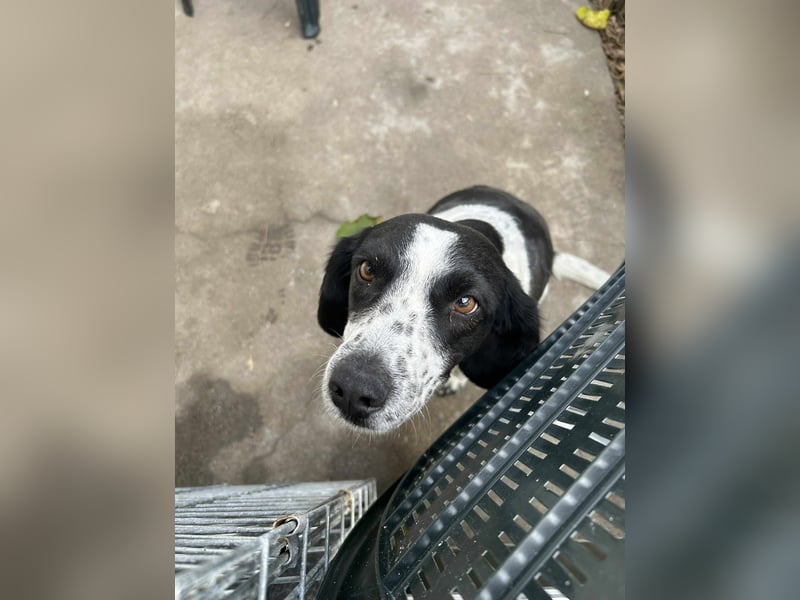 Daika – kleine Seele sucht endlich ein Zuhause, das bleibt ❤️