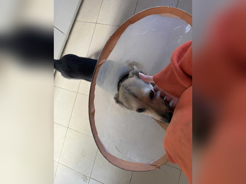 Mango - Kleiner Kämpfer sucht sein Zuhause ❤️ Mango - Kleiner Kämpfer sucht sein Zuhause ❤️