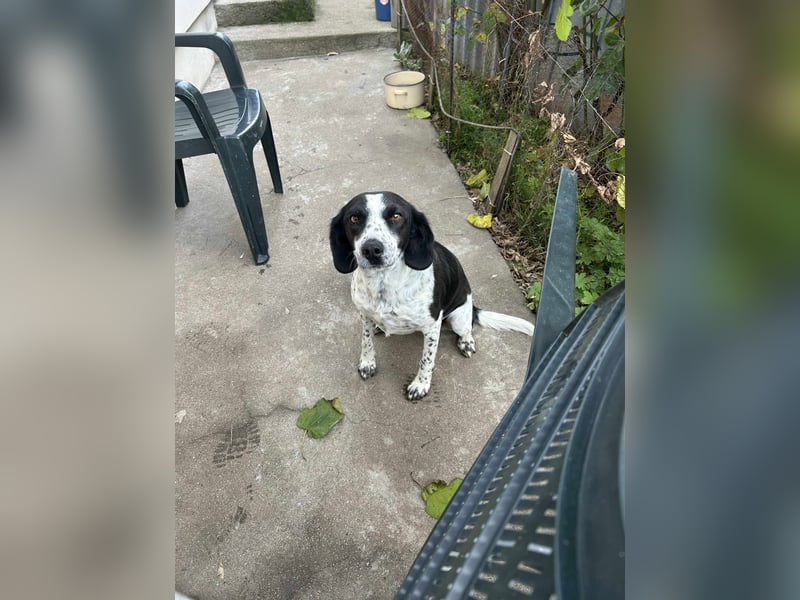 Daika – kleine Seele sucht endlich ein Zuhause, das bleibt ❤️