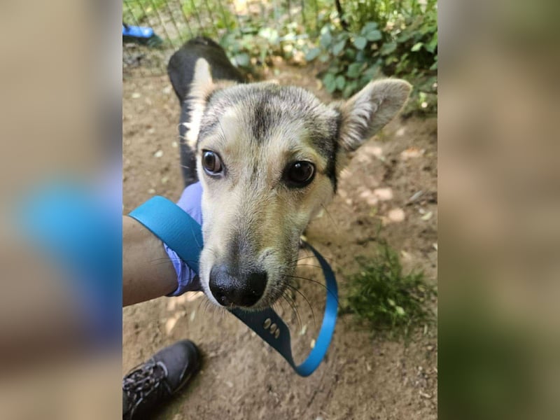Mango - Kleiner Kämpfer sucht sein Zuhause ❤️ Mango - Kleiner Kämpfer sucht sein Zuhause ❤️