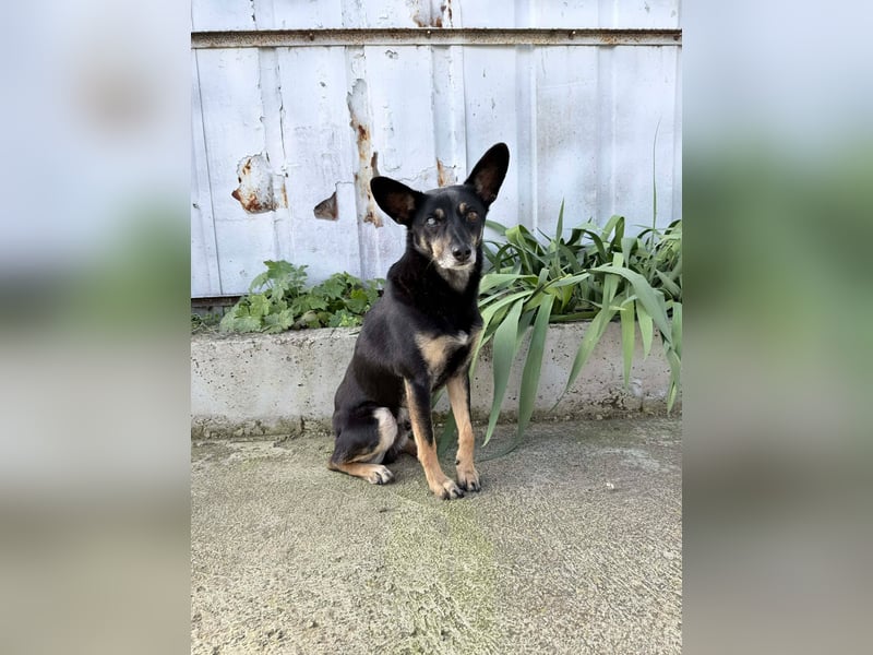 Enzo – lebensfroher Herzenshund auf der Suche nach seinem Zuhause❤️