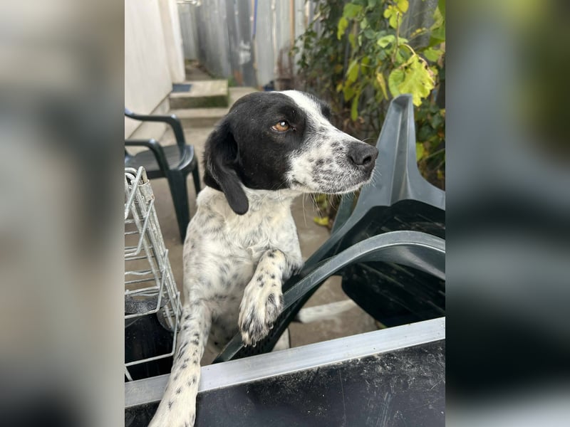 Daika – kleine Seele sucht endlich ein Zuhause, das bleibt ❤️