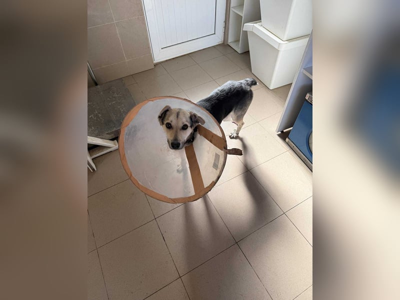 Mango - Kleiner Kämpfer sucht sein Zuhause ❤️ Mango - Kleiner Kämpfer sucht sein Zuhause ❤️
