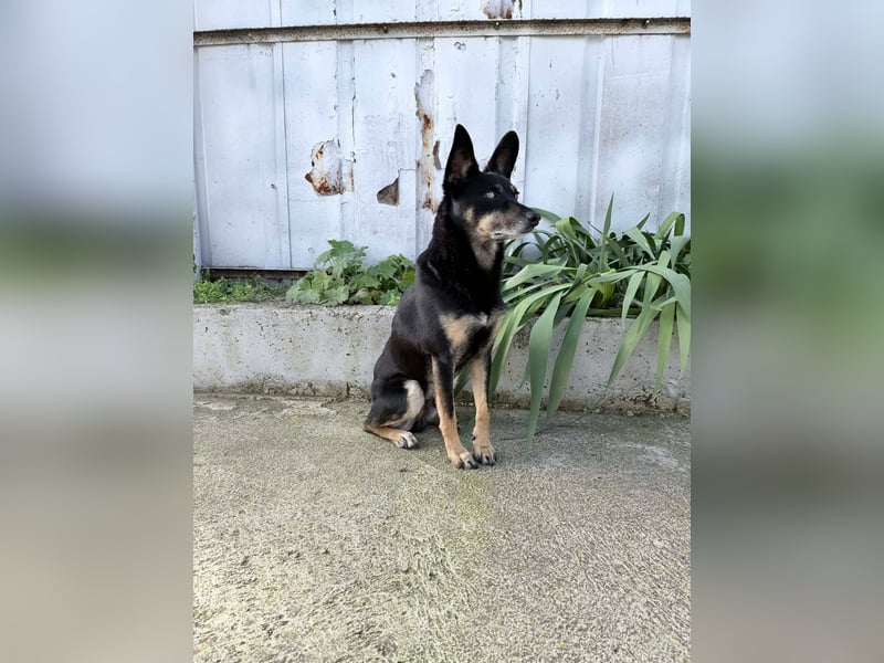 Enzo – lebensfroher Herzenshund auf der Suche nach seinem Zuhause❤️