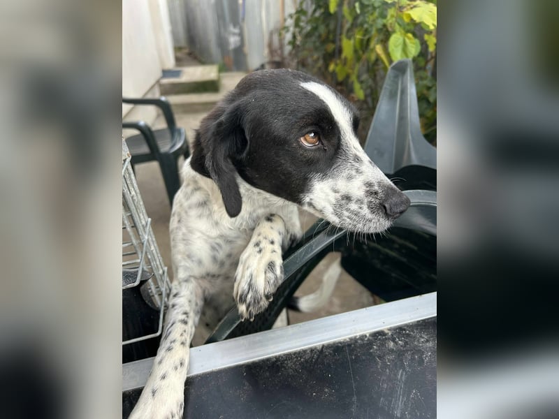 Daika – kleine Seele sucht endlich ein Zuhause, das bleibt ❤️