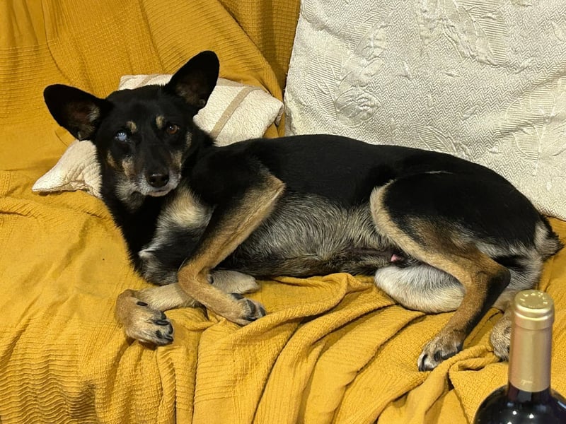 Enzo – lebensfroher Herzenshund auf der Suche nach seinem Zuhause❤️