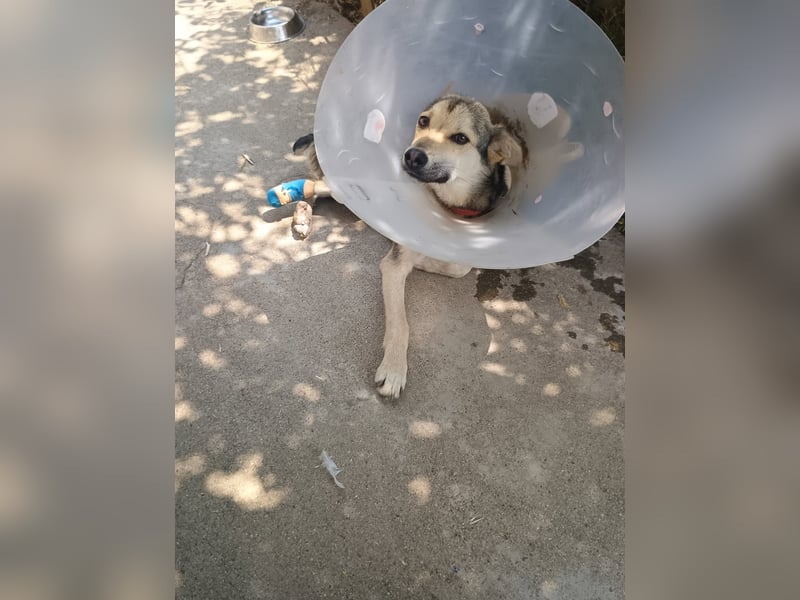 Mango - Kleiner Kämpfer sucht sein Zuhause ❤️ Mango - Kleiner Kämpfer sucht sein Zuhause ❤️