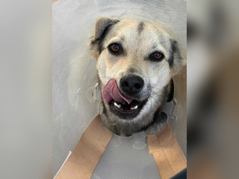 Mango - Kleiner Kämpfer sucht sein Zuhause ❤️