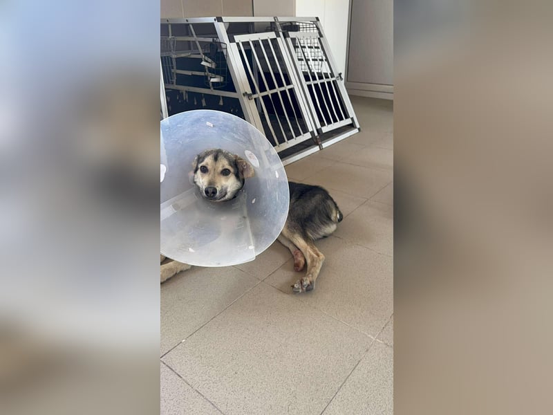 Mango - Kleiner Kämpfer sucht sein Zuhause ❤️ Mango - Kleiner Kämpfer sucht sein Zuhause ❤️