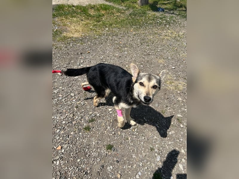 Mango - Kleiner Kämpfer sucht sein Zuhause ❤️ Mango - Kleiner Kämpfer sucht sein Zuhause ❤️