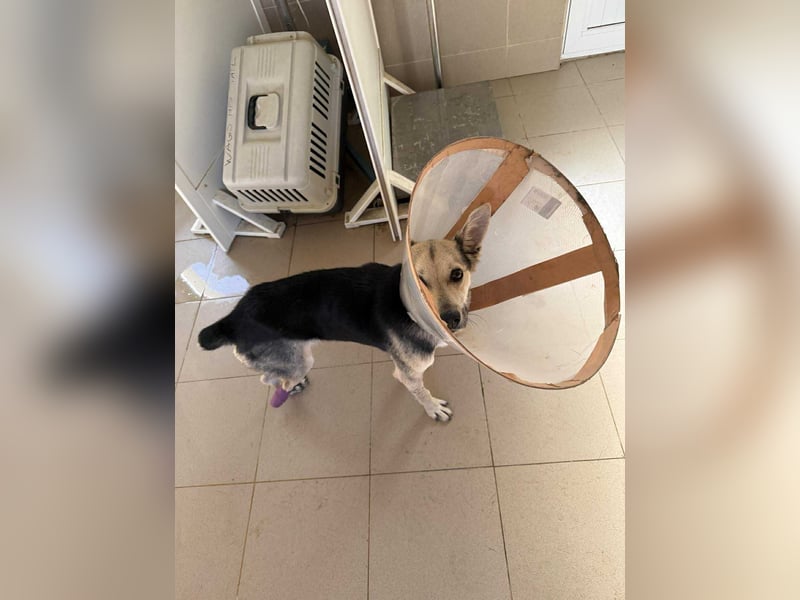 Mango - Kleiner Kämpfer sucht sein Zuhause ❤️ Mango - Kleiner Kämpfer sucht sein Zuhause ❤️