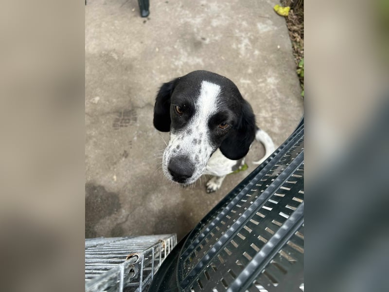 Daika – kleine Seele sucht endlich ein Zuhause, das bleibt ❤️