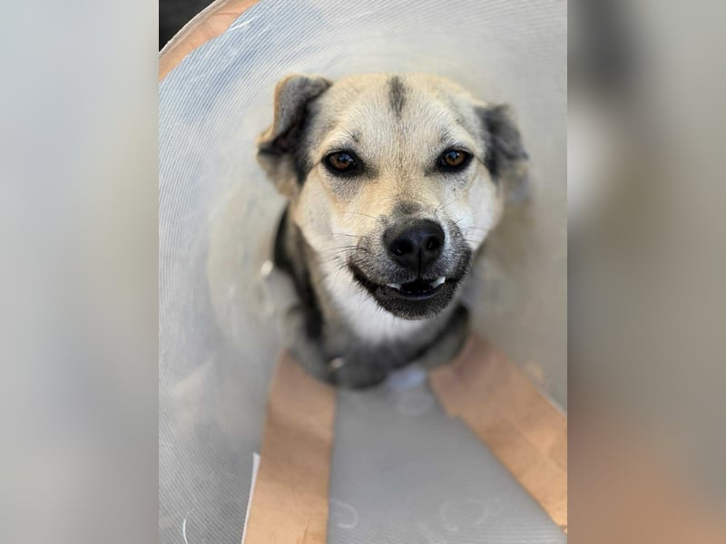 Mango - Kleiner Kämpfer sucht sein Zuhause ❤️