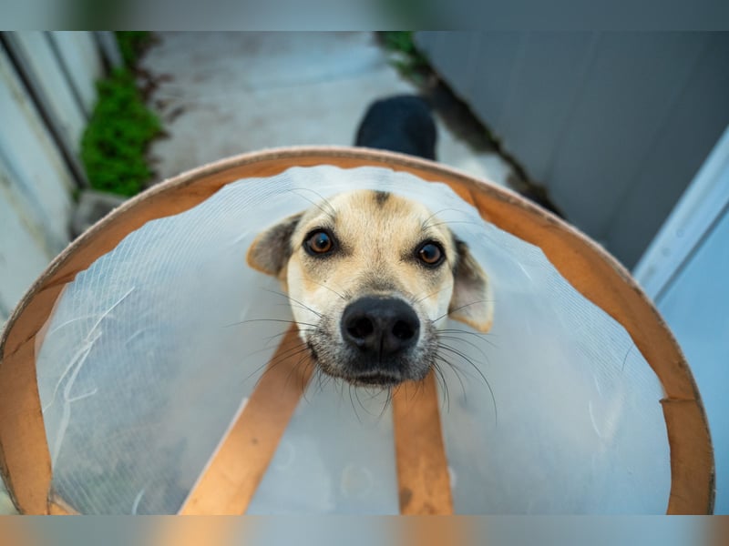 Mango - Kleiner Kämpfer sucht sein Zuhause ❤️